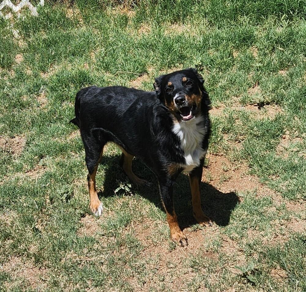Maggie AZ, a Adoptable mixed breed in Tucson, AZ image 4/4