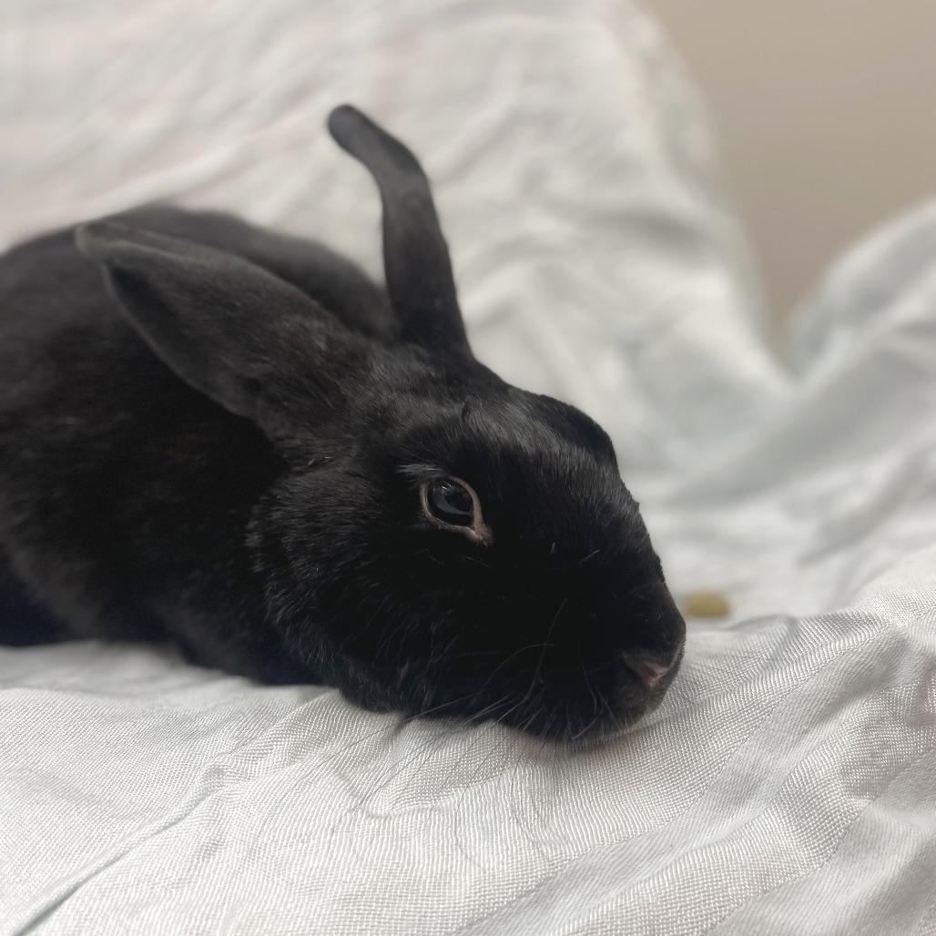 Coriander, a Adoptable American in Champaign, IL image 1/3