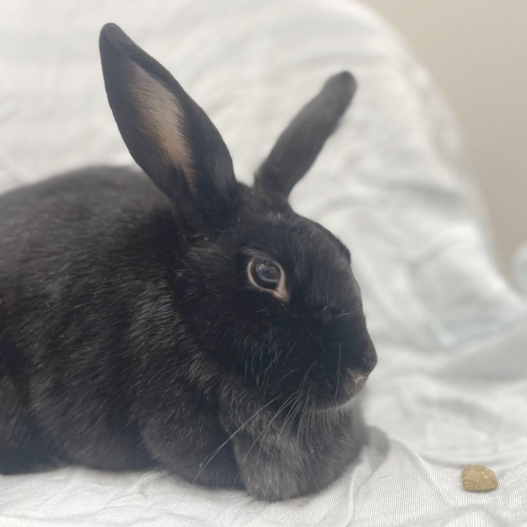 Coriander, a Adoptable American in Champaign, IL image 2/3