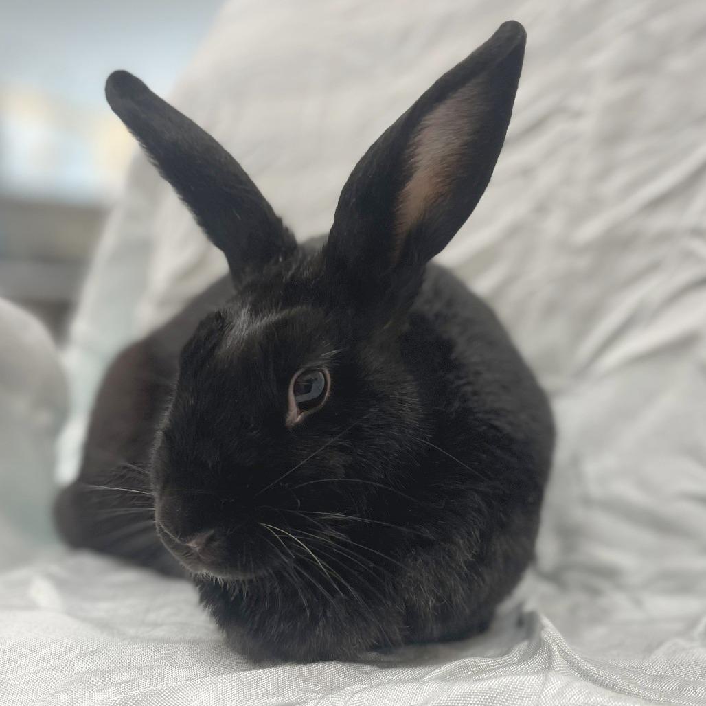 Coriander, a Adoptable American in Champaign, IL image 3/3