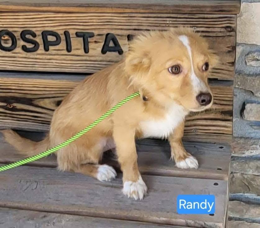 Randy, ADOPTABLE, Puppy Male Chihuahua & Mixed Breed.