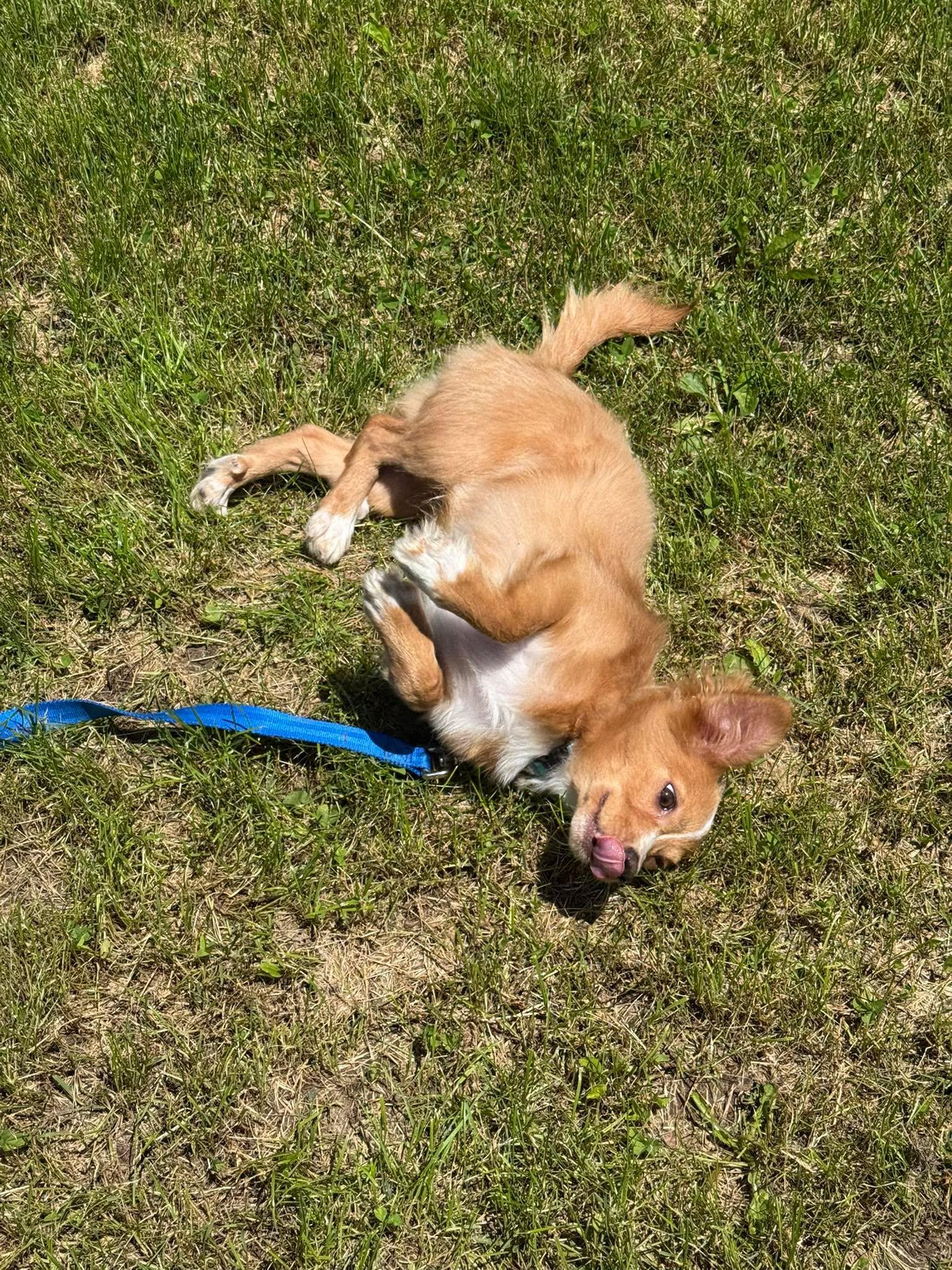 Enlarge Randy, an adopted mixed breed in St. Clairsville, OH image 5/6