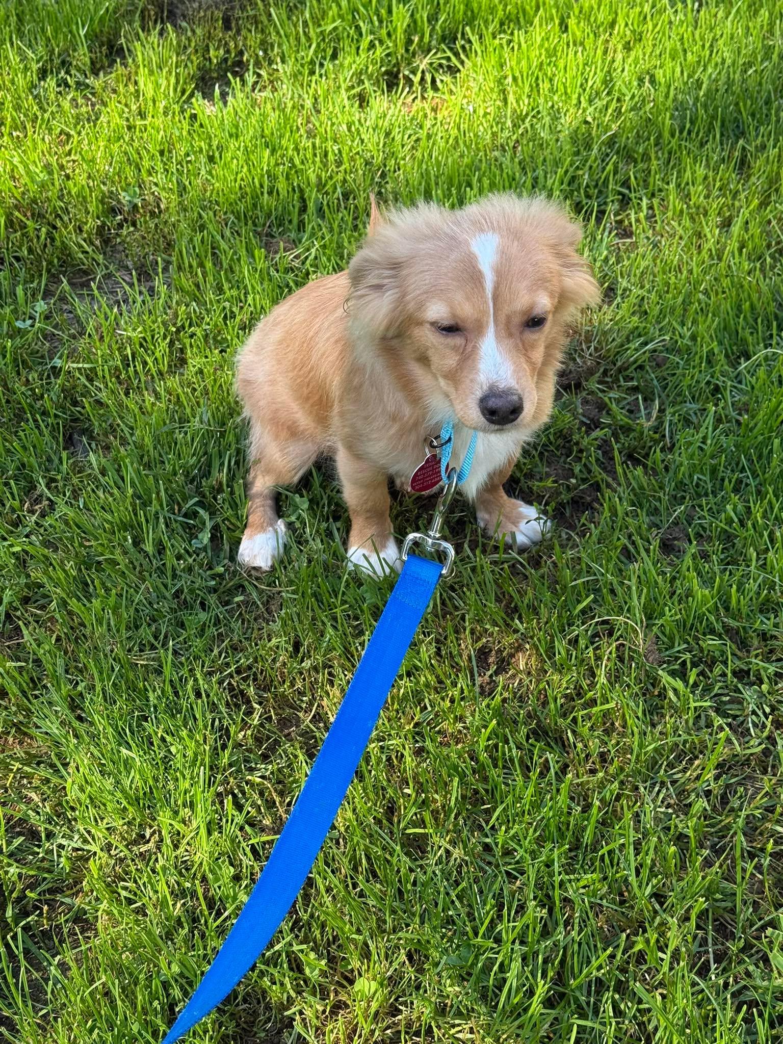 Enlarge Randy, an adopted mixed breed in St. Clairsville, OH image 4/6