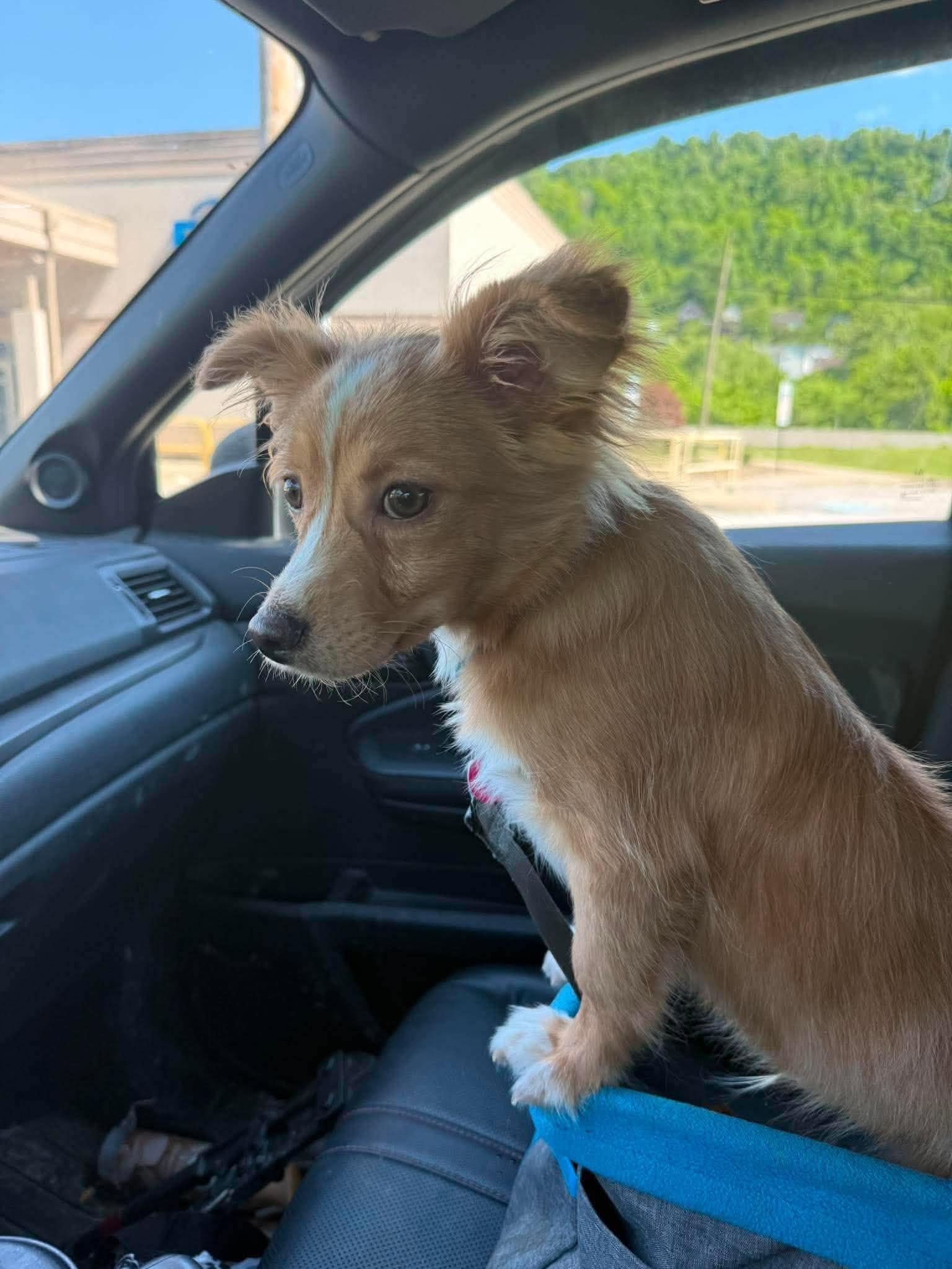 Enlarge Randy, an adopted mixed breed in St. Clairsville, OH image 3/6