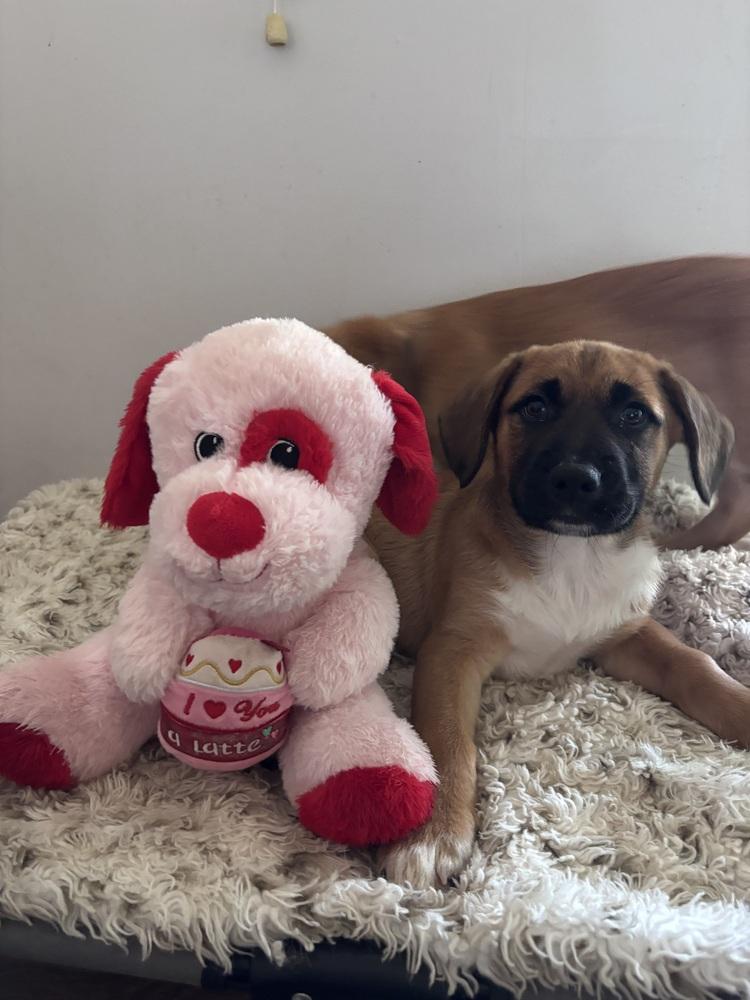 Enlarge Chunk, a Adoptable mixed breed in West Palm Beach, FL image 1/3