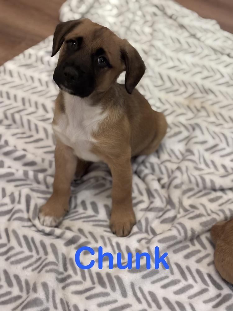 Enlarge Chunk, a Adoptable mixed breed in West Palm Beach, FL image 2/3