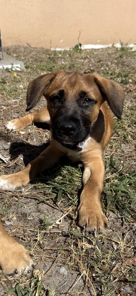 Enlarge Chunk, a Adoptable mixed breed in West Palm Beach, FL image 3/3