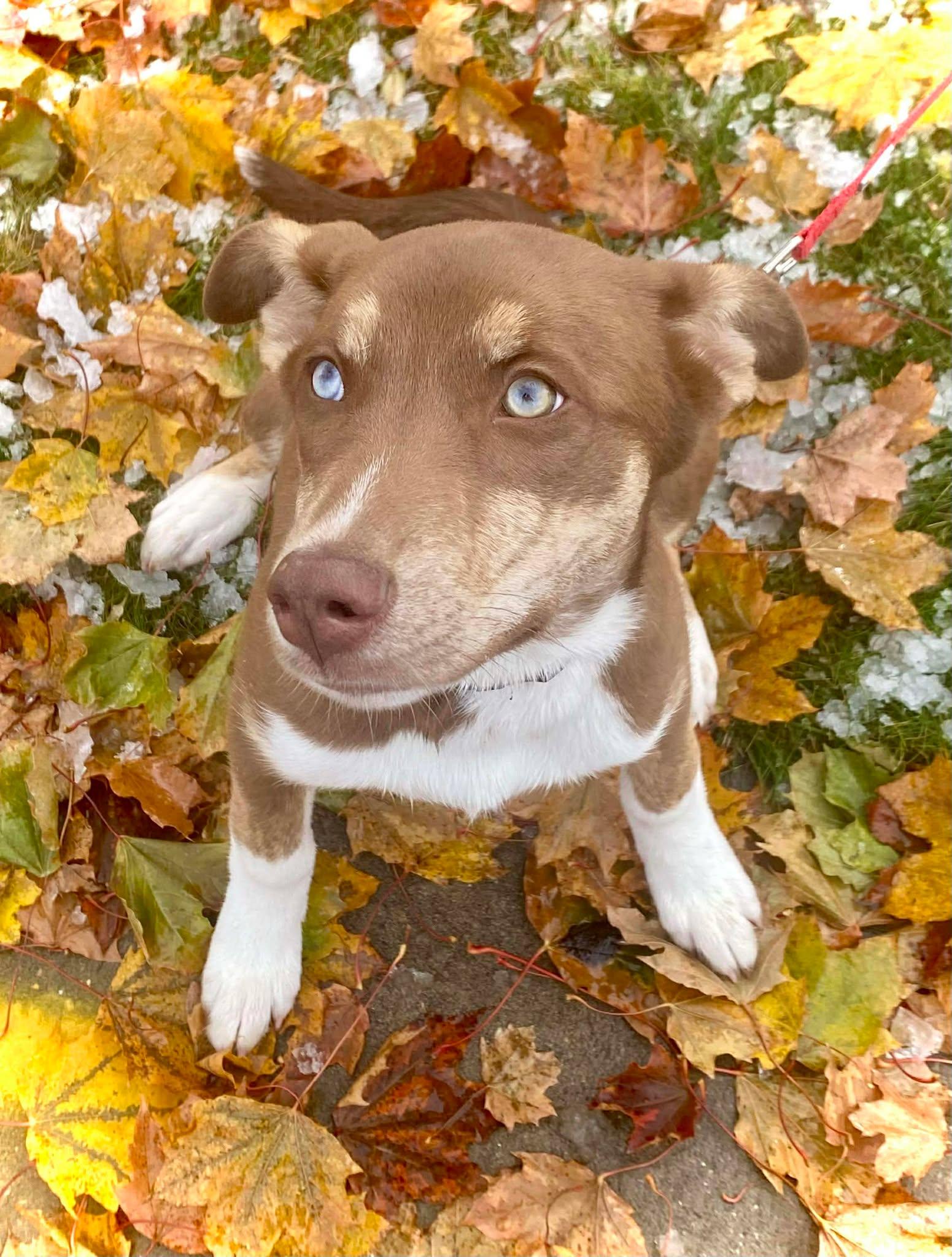 Pixie, a Adoptable mixed breed image 2/5