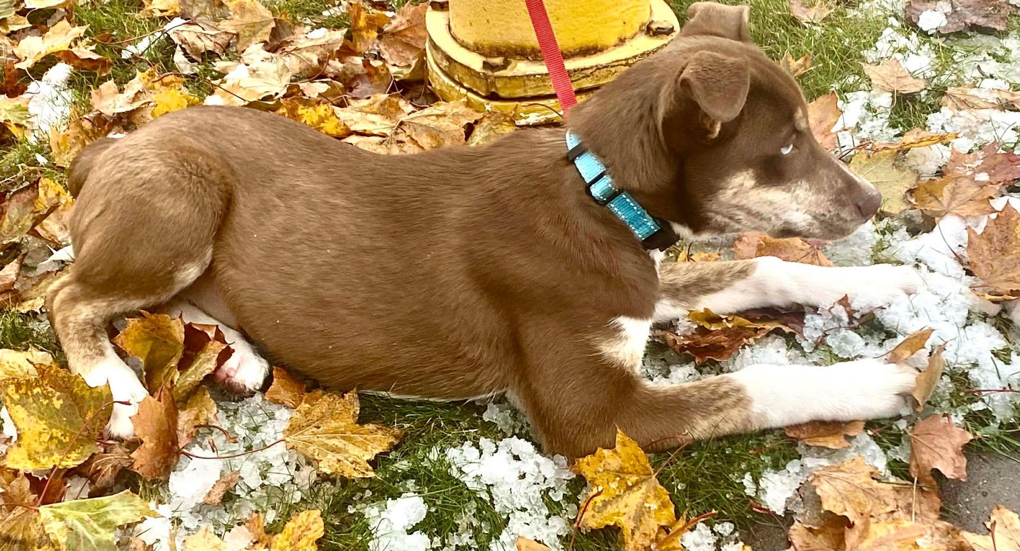 Pixie, a Adoptable mixed breed image 3/5