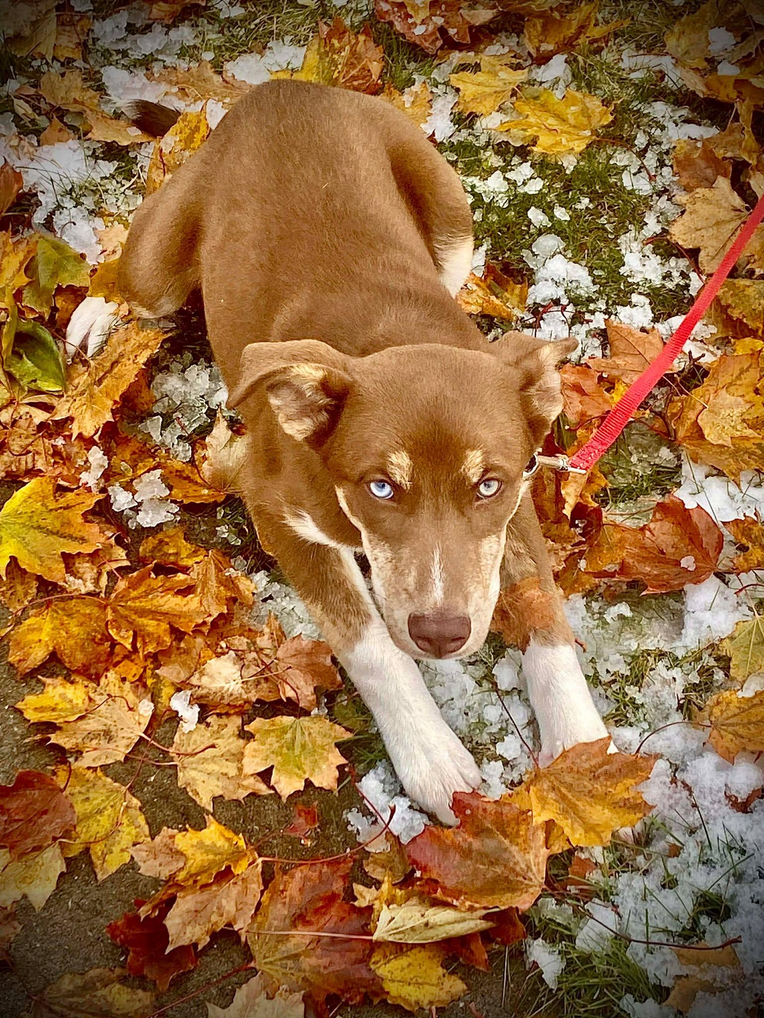 Pixie, a Adoptable mixed breed image 1/5