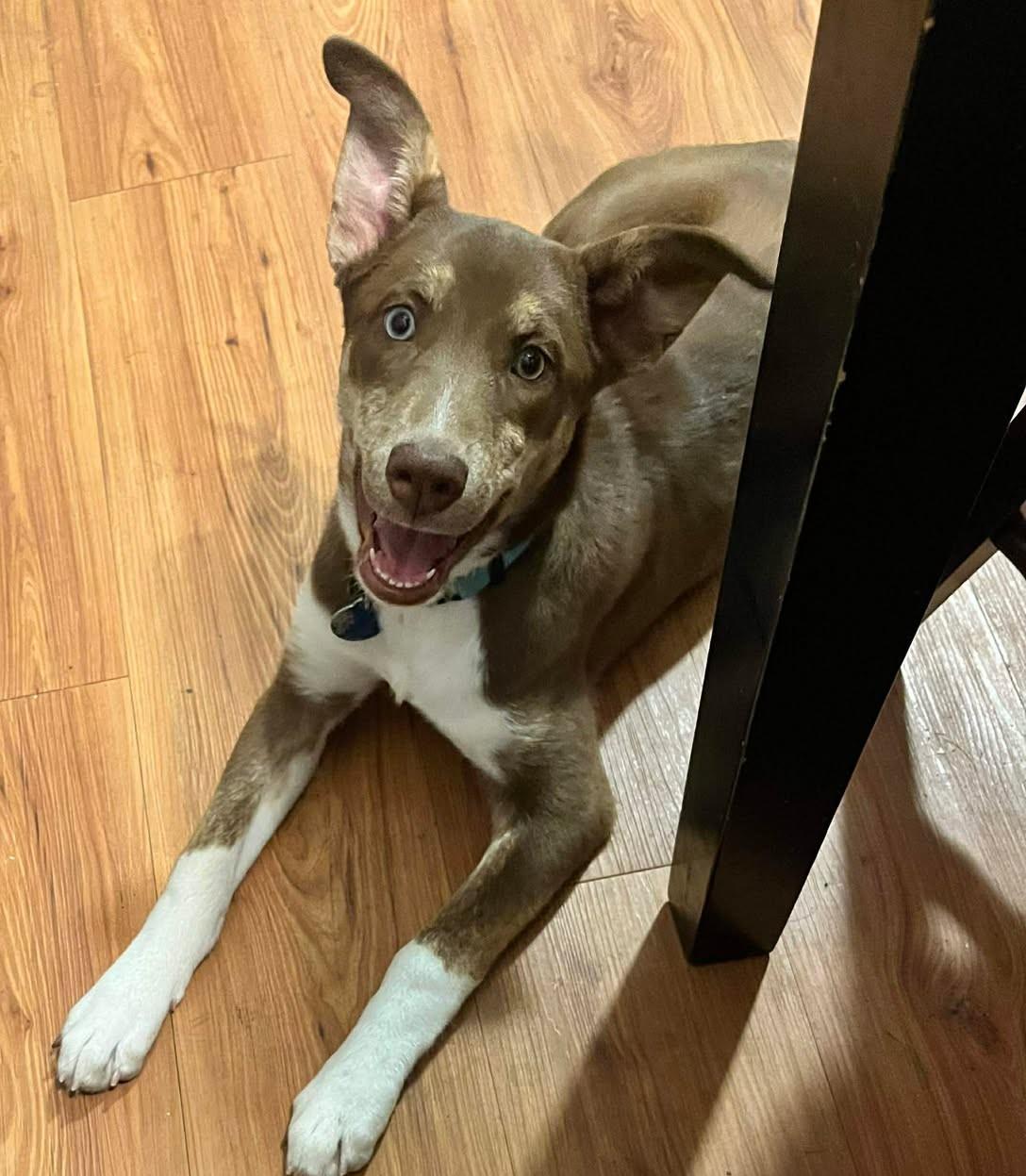 Pixie, a Adoptable mixed breed image 4/5