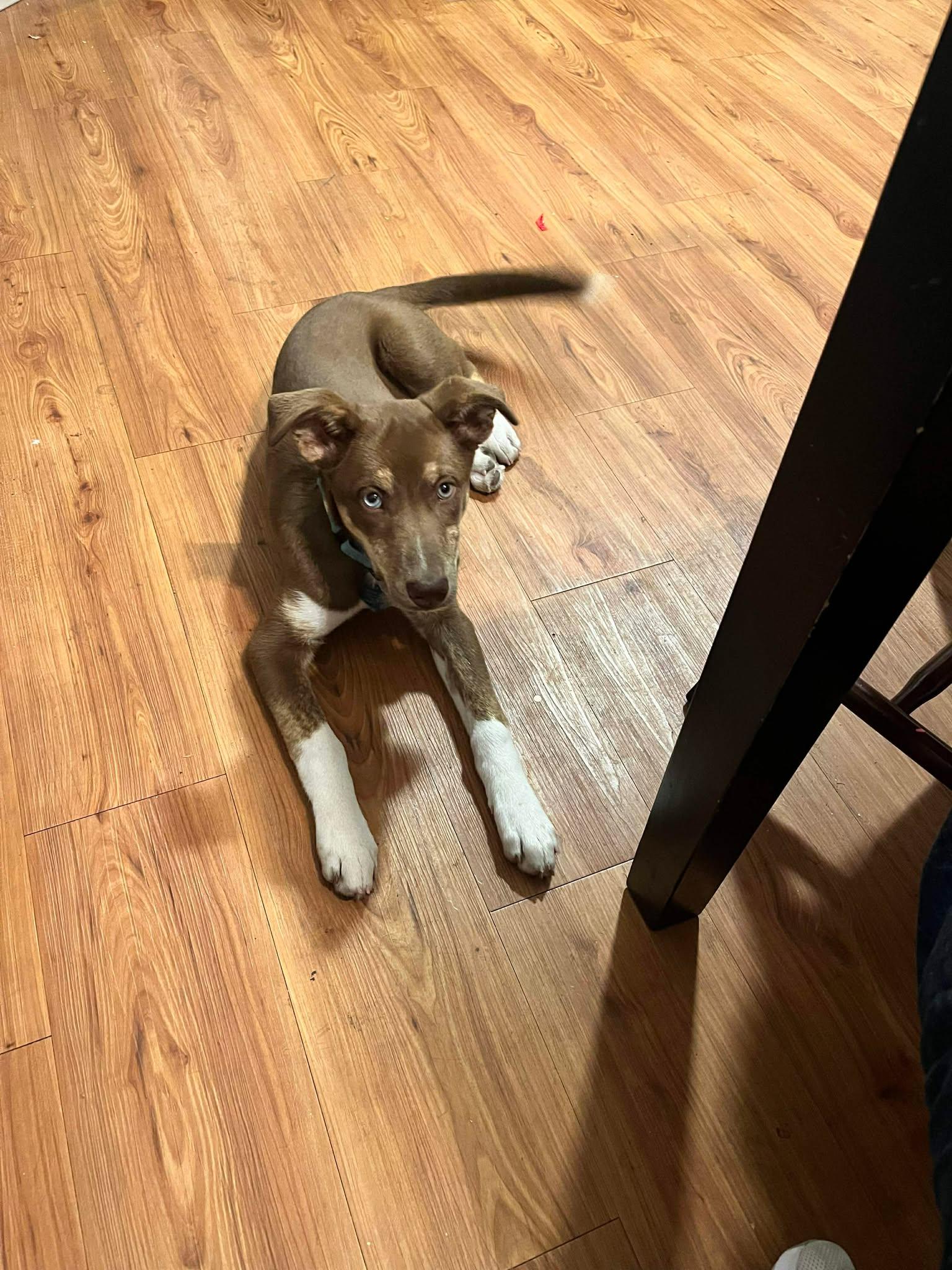 Pixie, a Adoptable mixed breed image 5/5