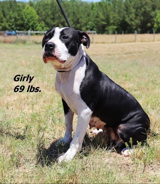 Enlarge Girly, a Adoptable mixed breed in Oxford, NC image 1/1