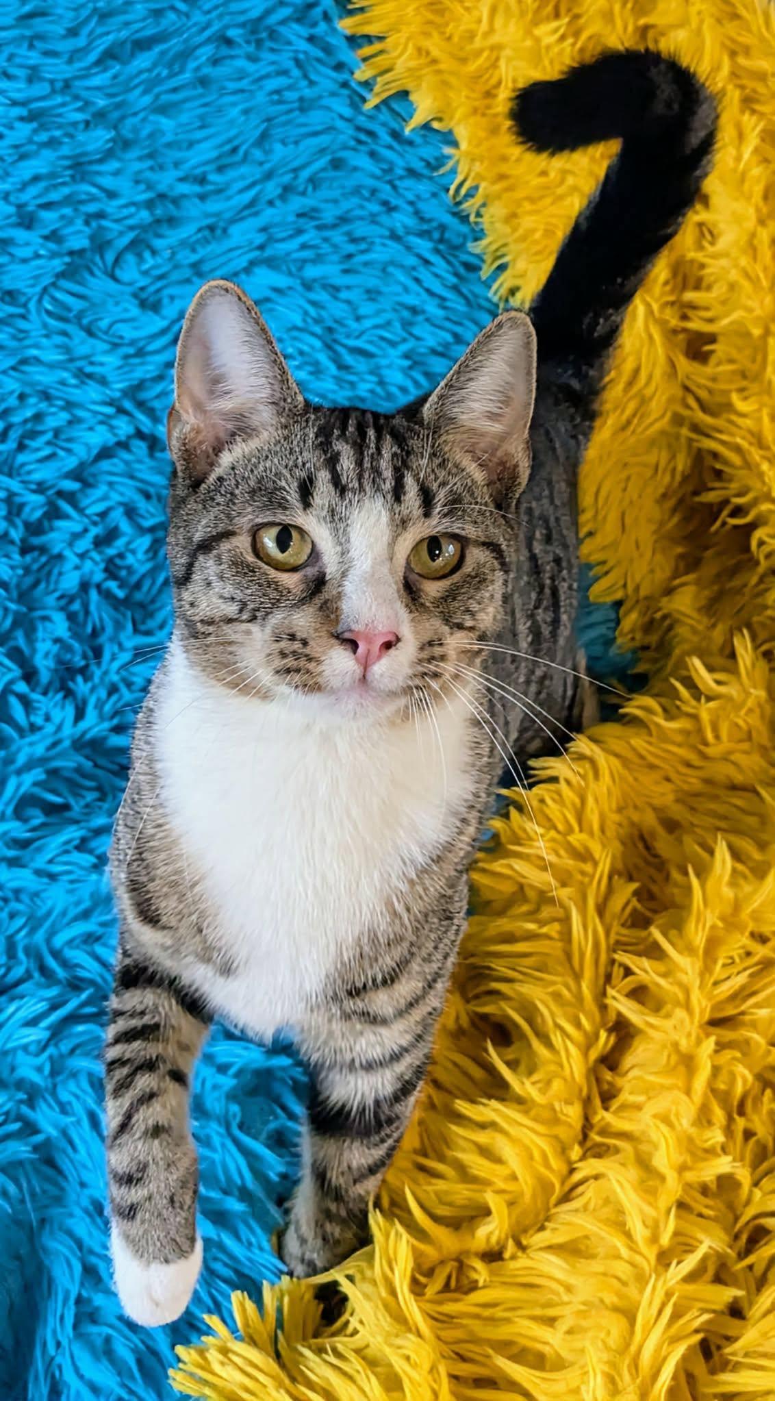 Speedy, Adopted, Adult Male Domestic Short Hair.
