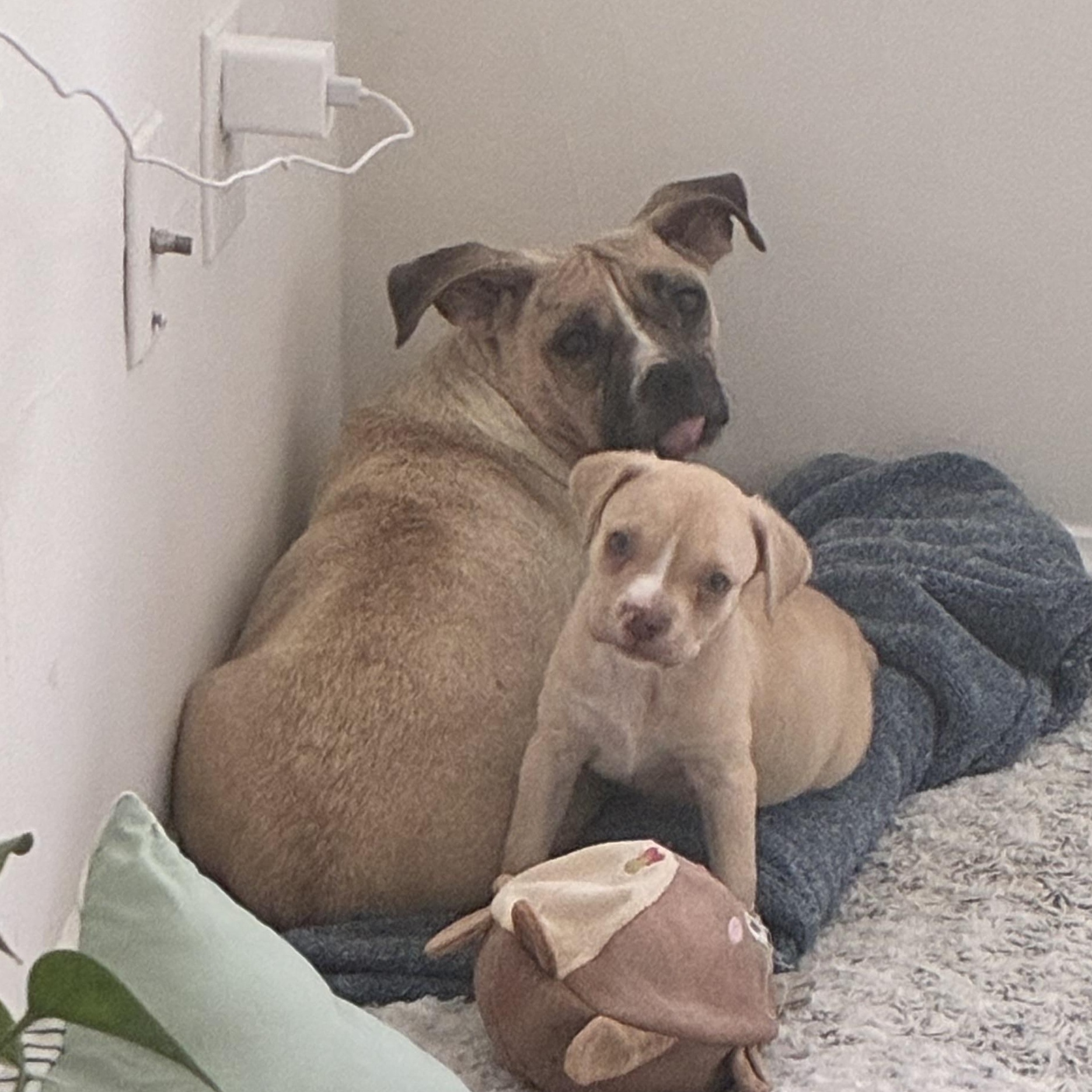 Fiona, a ADOPTABLE mixed breed in Richmond, VA image 4/5