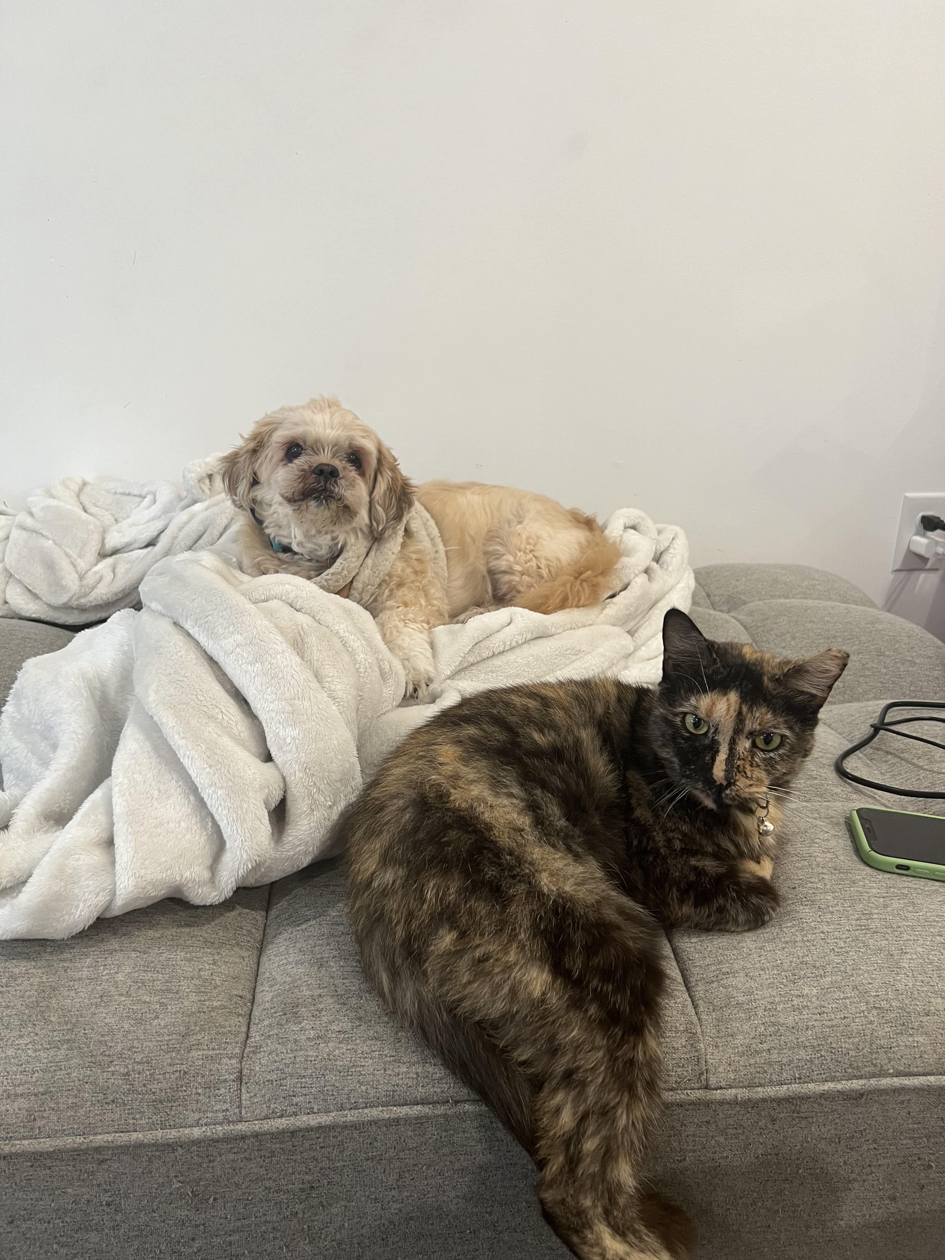 Analise, Adoptable, Adult Female American Shorthair.
