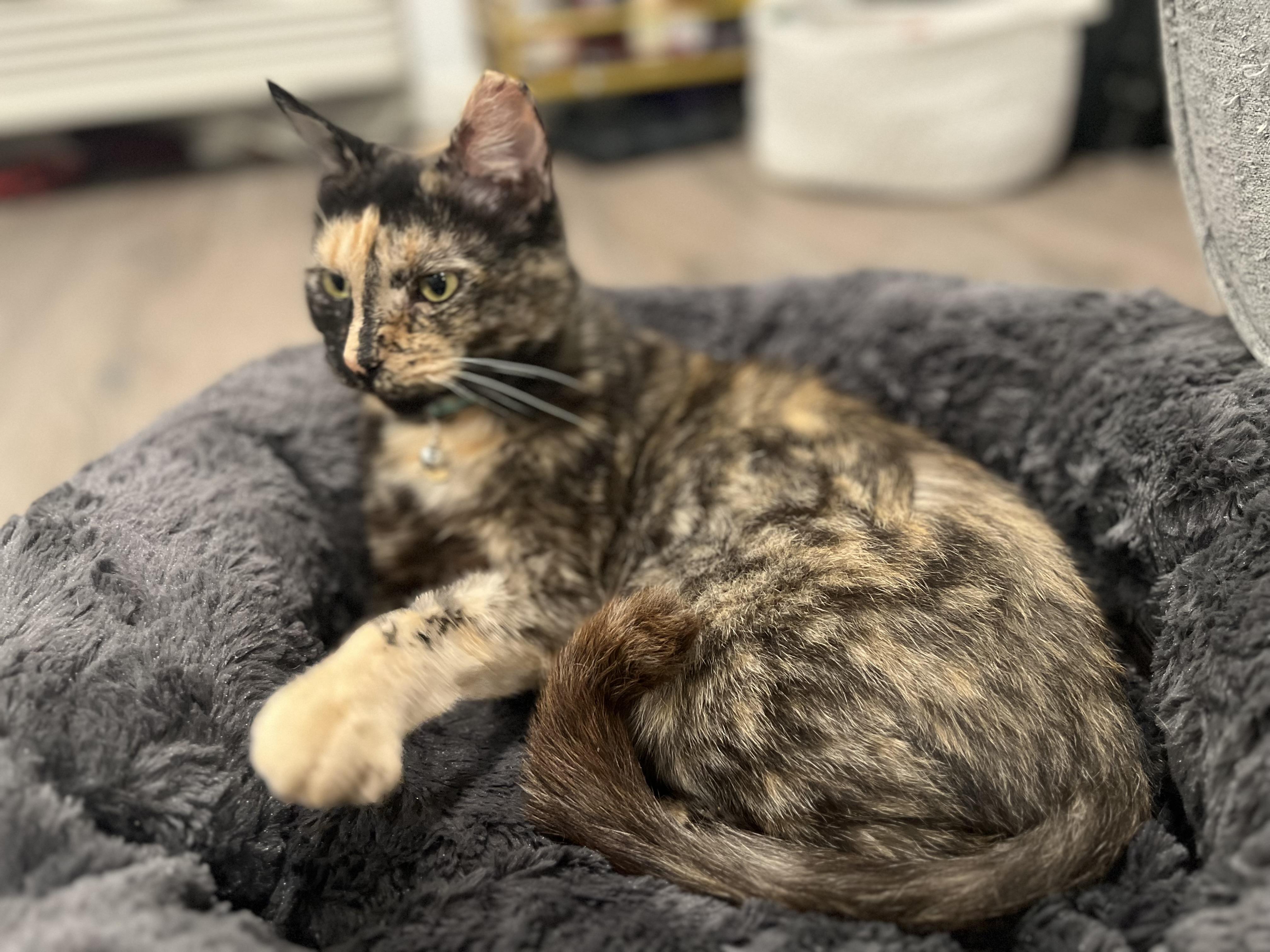 Enlarge Analise, a Adoptable American Shorthair in Philadelphia, PA image 1/6