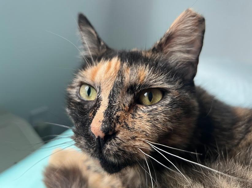 Enlarge Analise, a Adoptable American Shorthair in Philadelphia, PA image 3/6