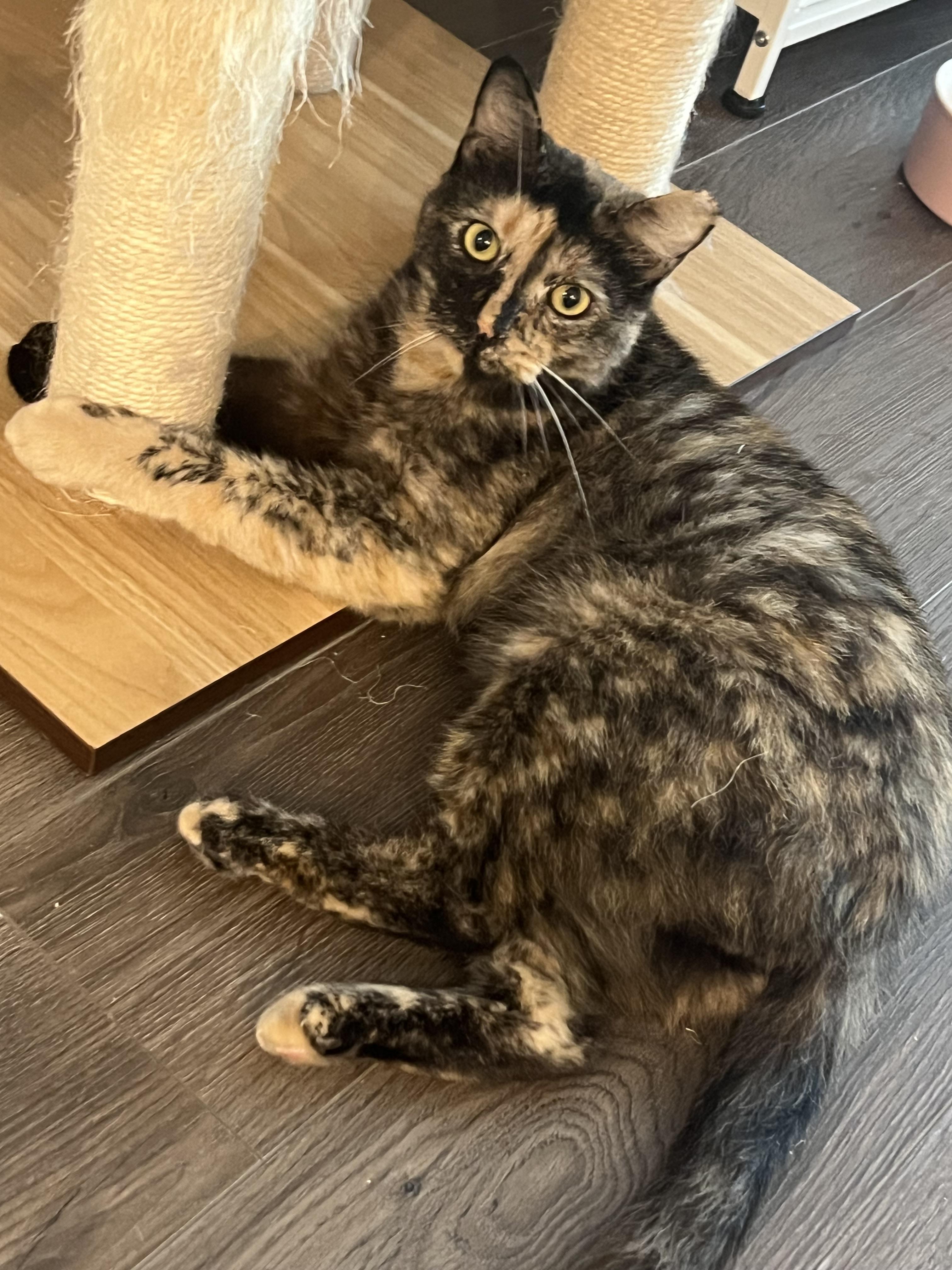 Enlarge Analise, a Adoptable American Shorthair in Philadelphia, PA image 5/6