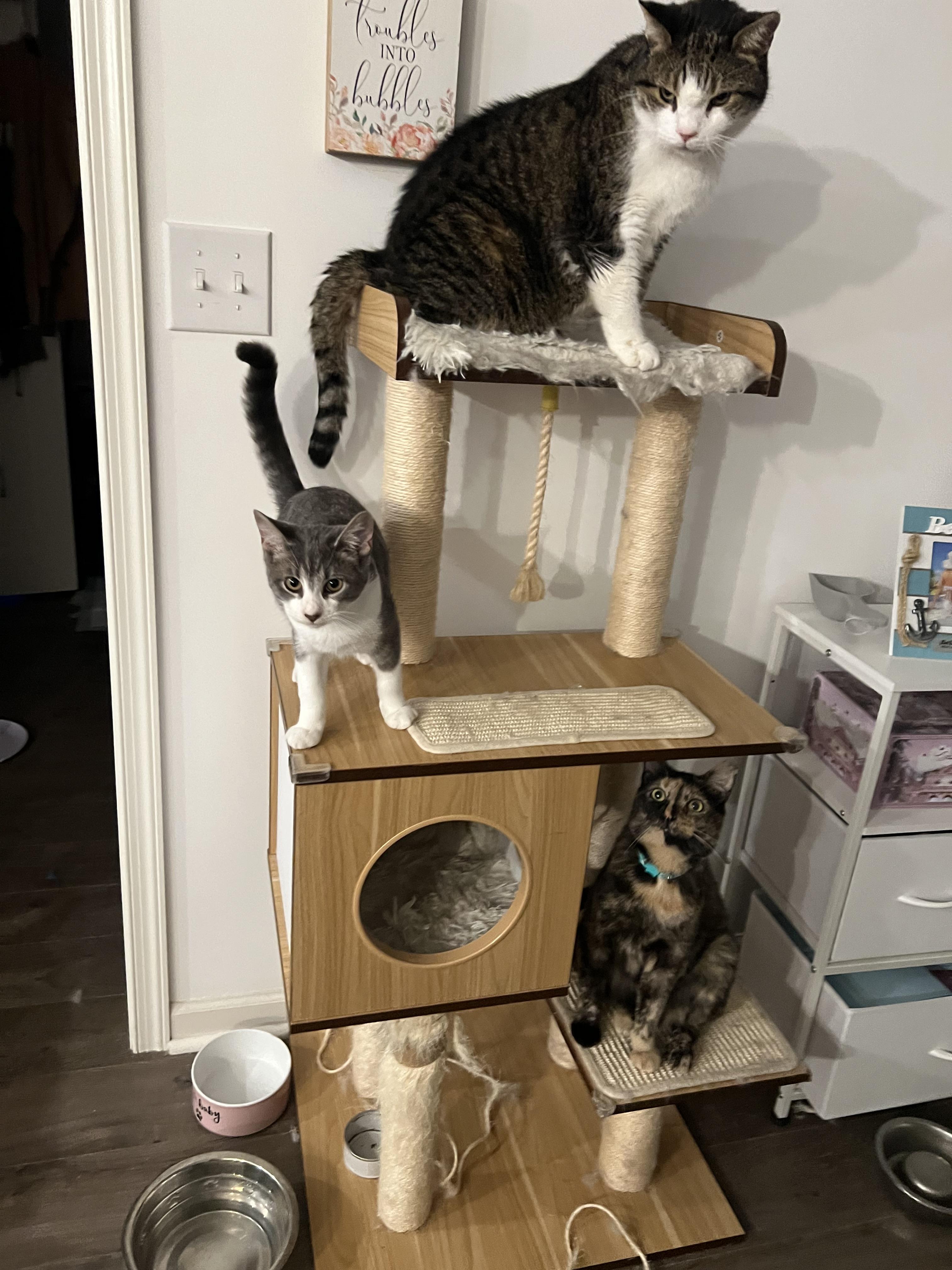 Enlarge Analise, a Adoptable American Shorthair in Philadelphia, PA image 6/6