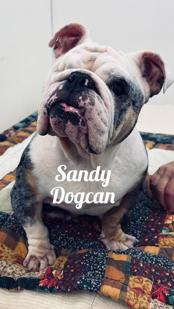 Sandy Dogcan, Adoptable, Young Female English Bulldog.
