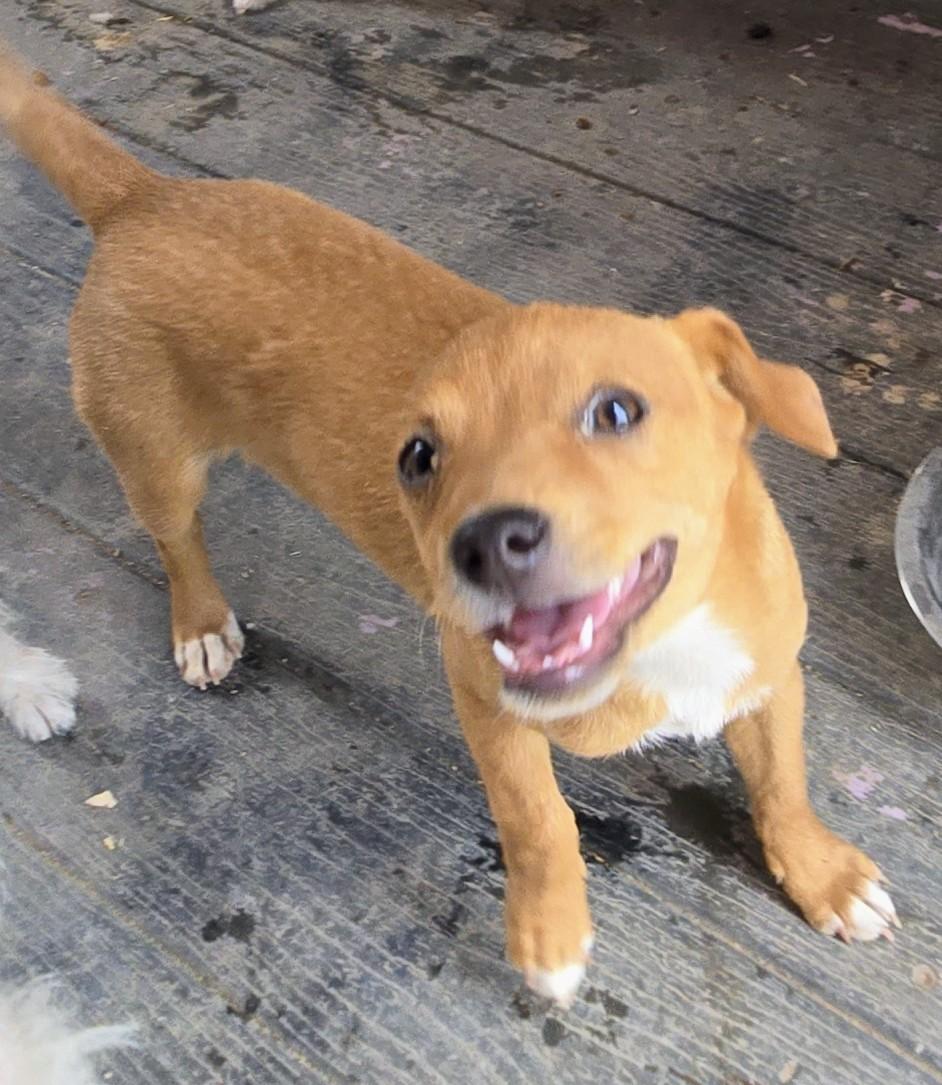 Simba, ADOPTABLE, Young Male Dachshund.