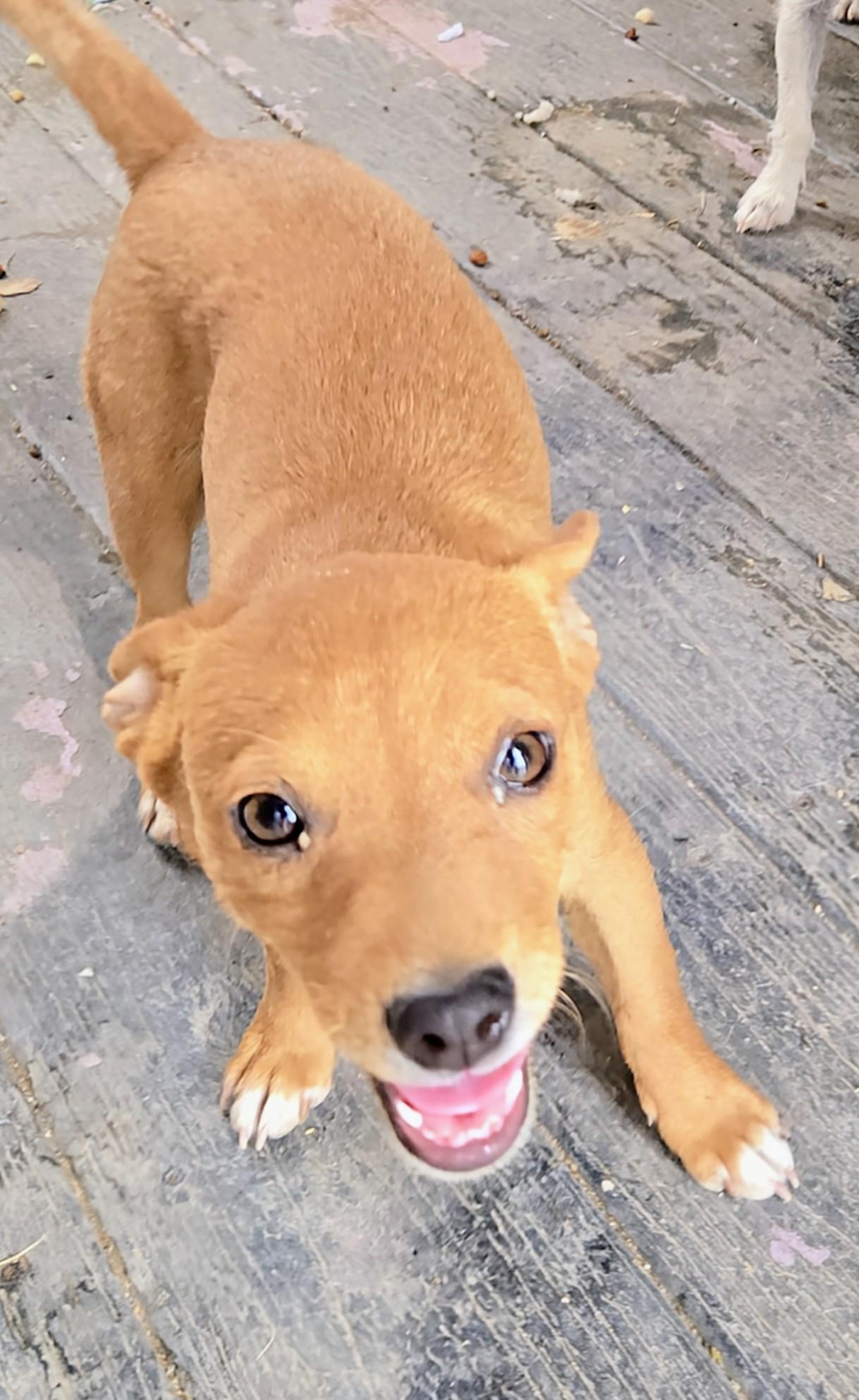 Enlarge Simba, a ADOPTABLE mixed breed in Saint David, AZ image 3/3