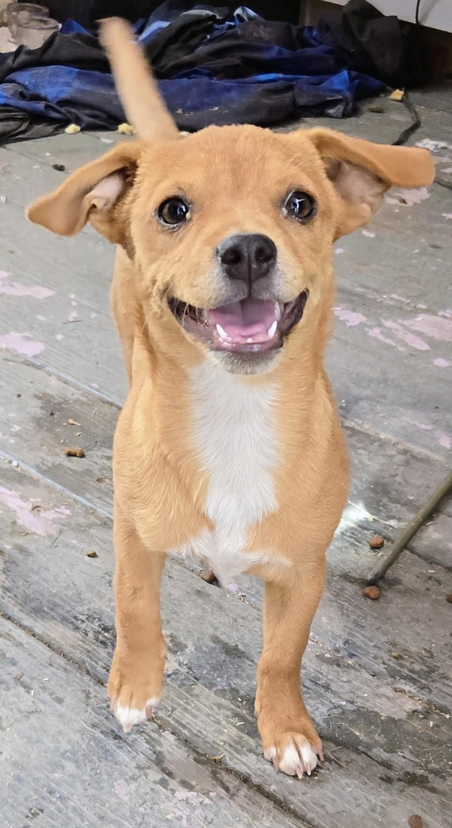 Enlarge Simba, a ADOPTABLE mixed breed in Saint David, AZ image 2/3