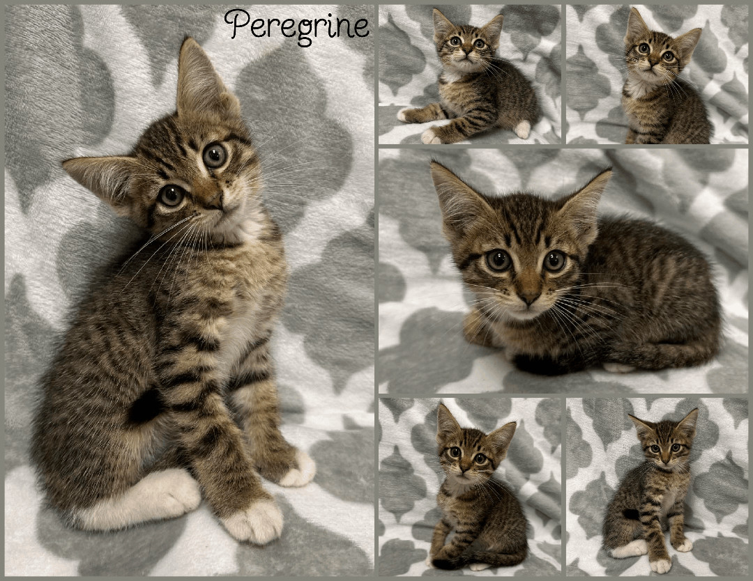 Peregrine, Adopted, Kitten Male Domestic Short Hair.