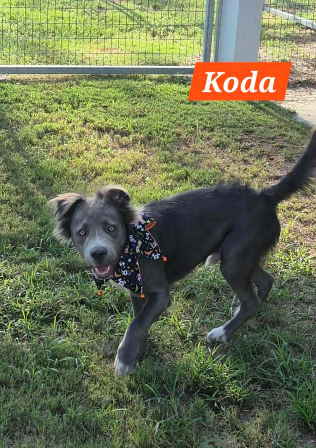 Enlarge Koda, a Adoptable mixed breed in Hillsdale, NY image 1/1