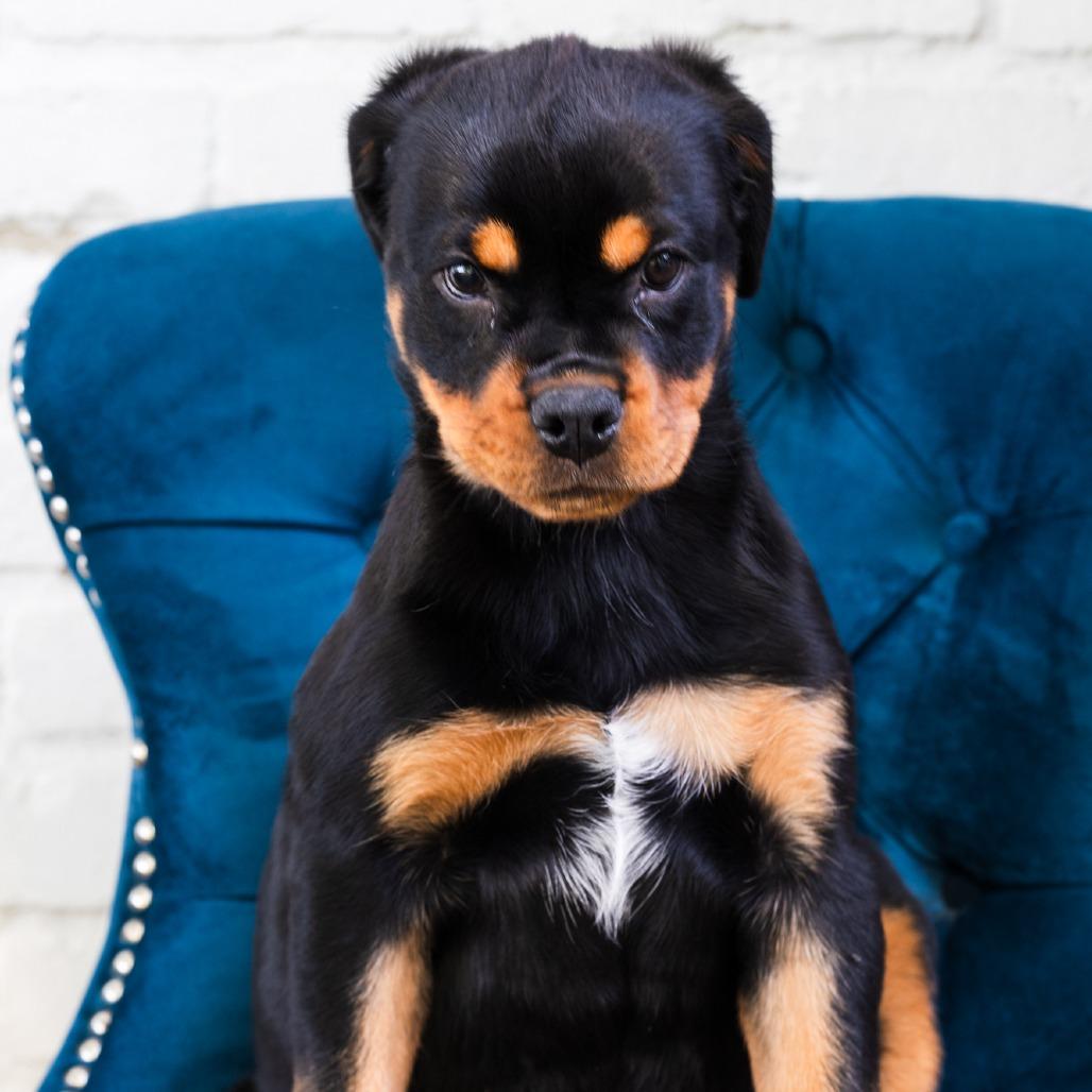 Ashoka, ADOPTABLE, Puppy Female Rottweiler.