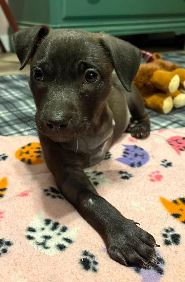Treya, a Adoptable Mixed Breed in Bay City, MI image 1/2