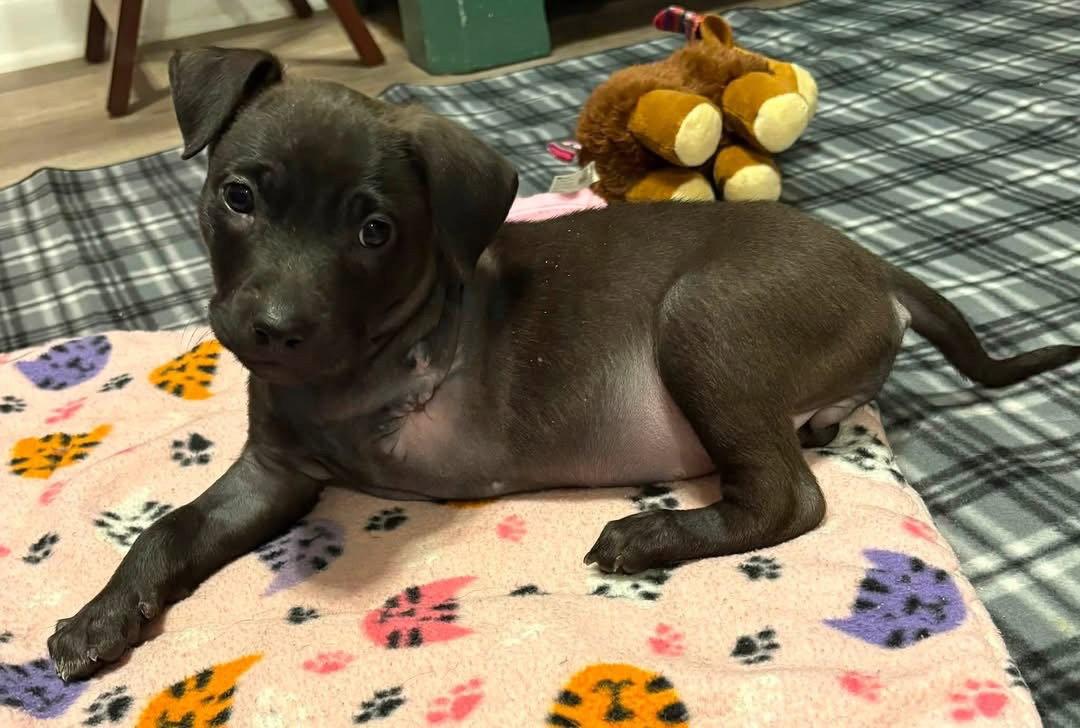 Treya, a Adoptable Mixed Breed in Bay City, MI image 2/2