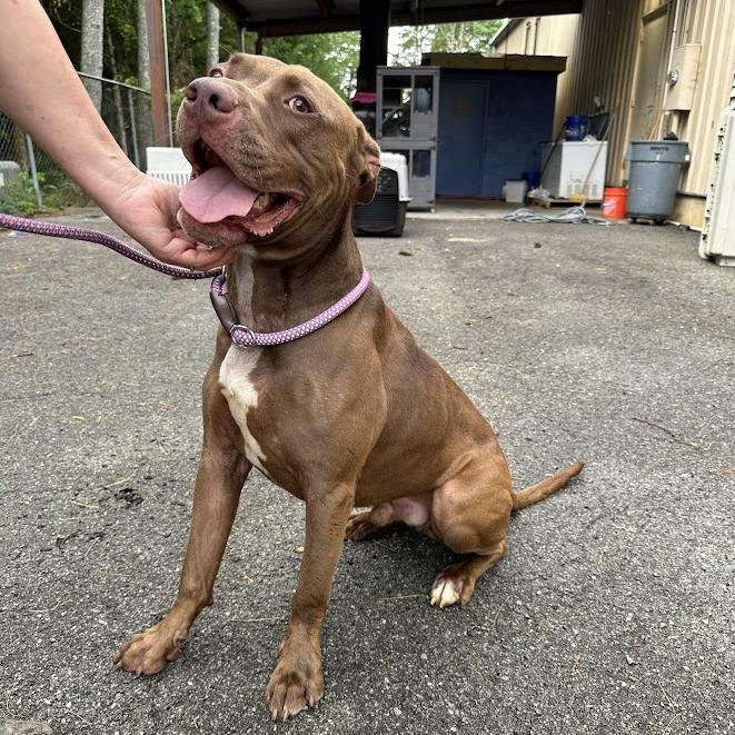 Woodrow, Adoptable, Adult Male Pit Bull Terrier.
