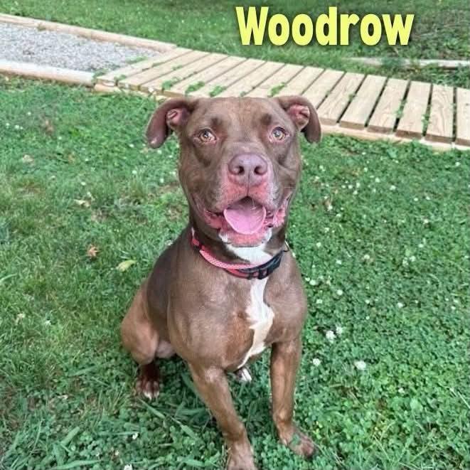 Enlarge Woodrow, a Adoptable Pit Bull Terrier in Oak Ridge, TN image 1/1