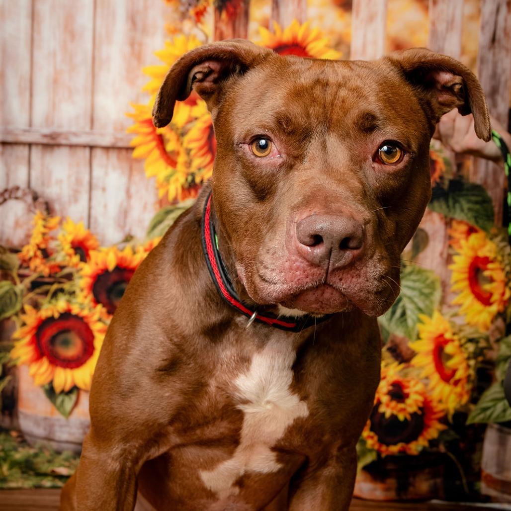 Enlarge Woodrow, a Adoptable Pit Bull Terrier in Oak Ridge, TN image 3/5