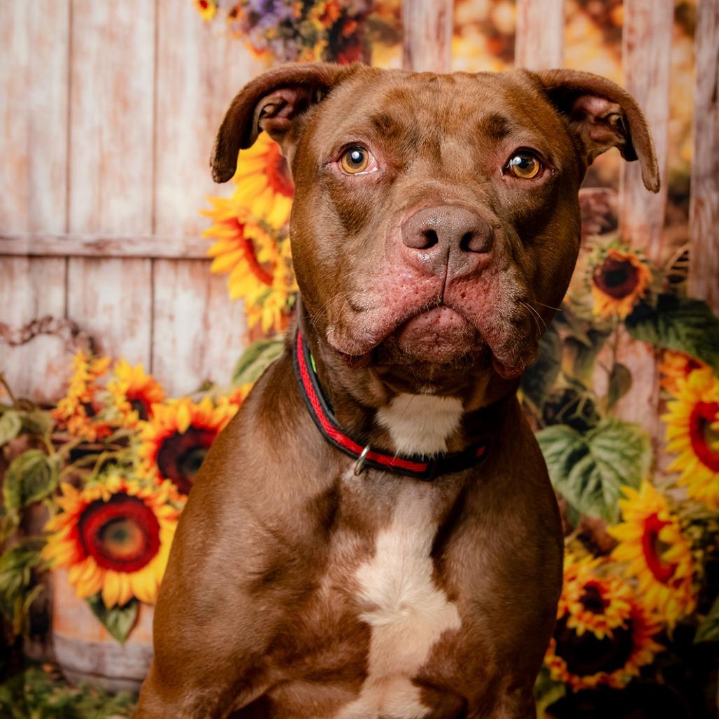 Enlarge Woodrow, a Adoptable Pit Bull Terrier in Oak Ridge, TN image 4/5