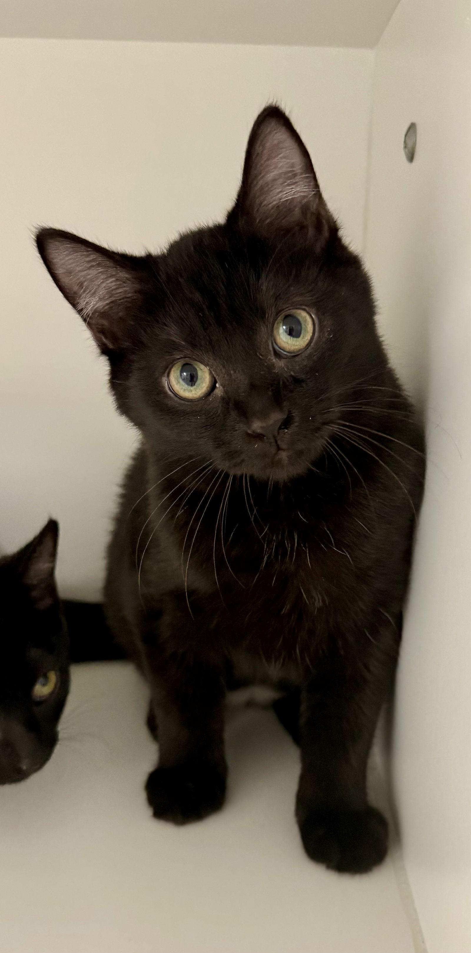 Nolani NC, Adoptable, Kitten Female Domestic Short Hair.