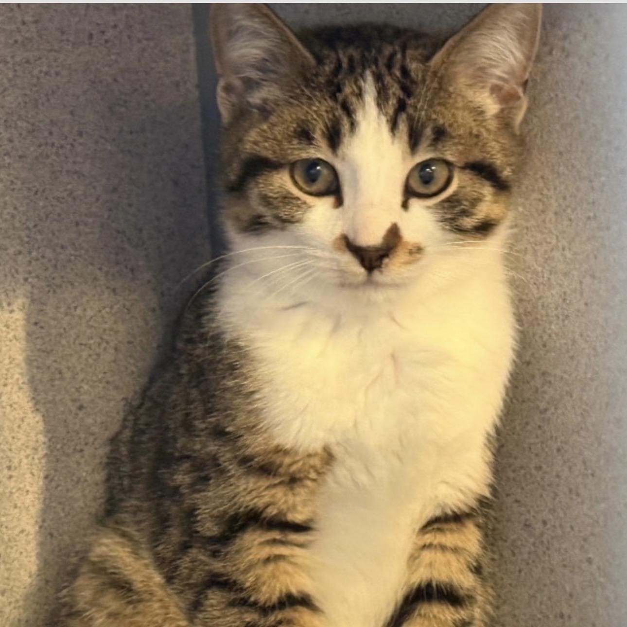 Enlarge Clark Kent, an adoptable Domestic Short Hair in Palatine, IL image 2/3