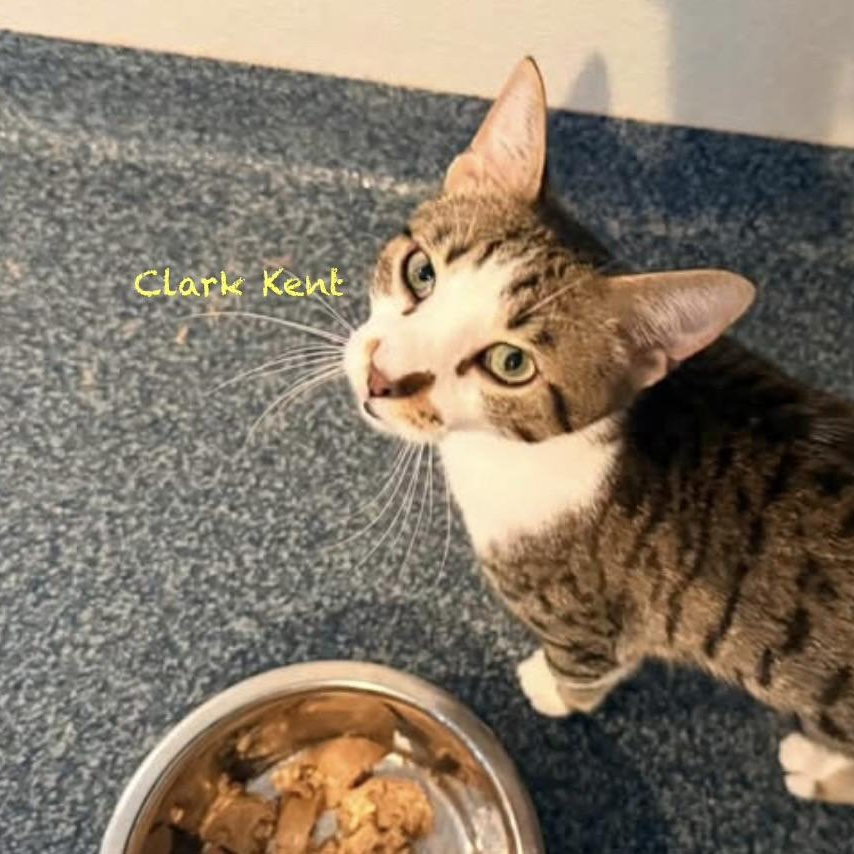 Enlarge Clark Kent, an adoptable Domestic Short Hair in Palatine, IL image 1/3