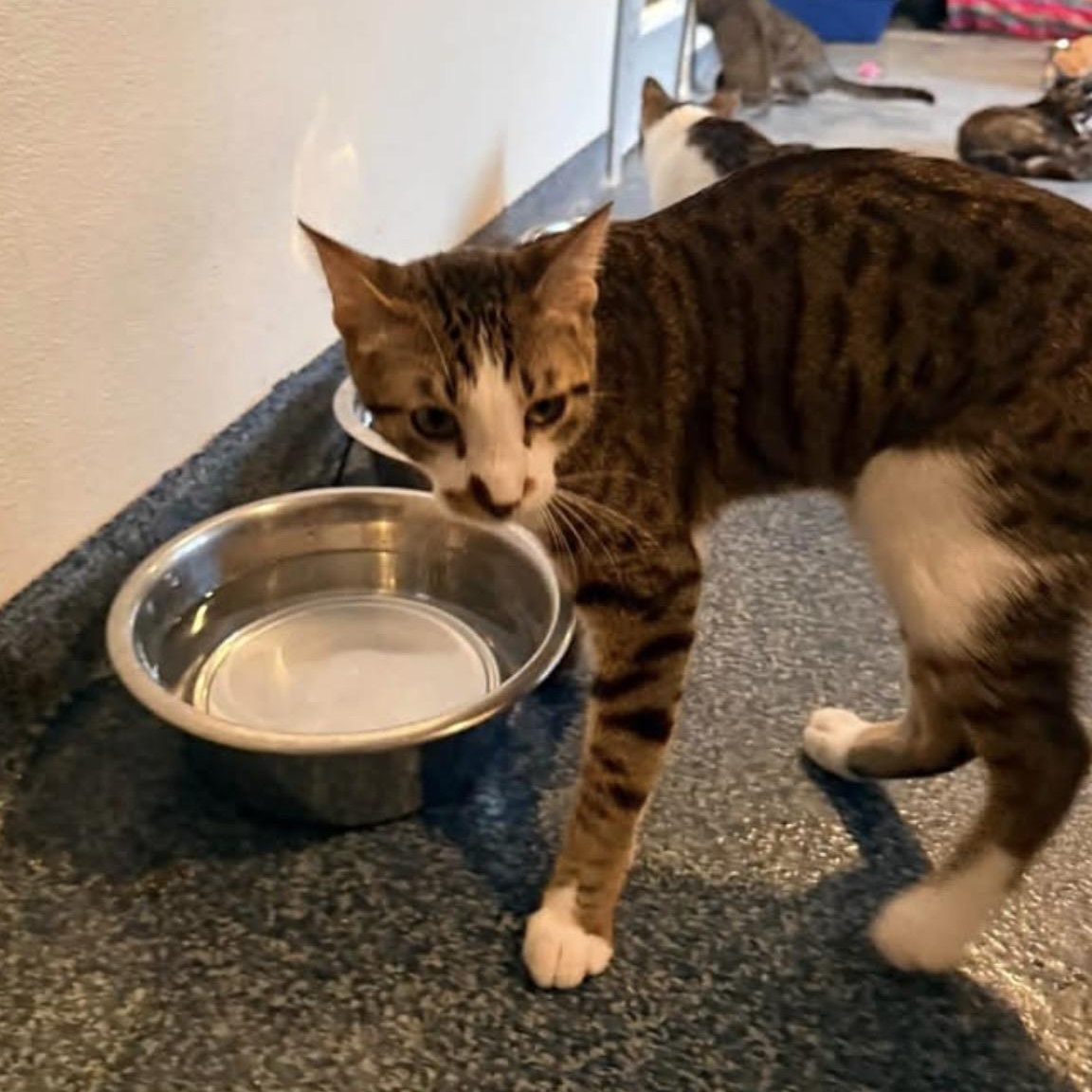 Enlarge Clark Kent, an adoptable Domestic Short Hair in Palatine, IL image 3/3