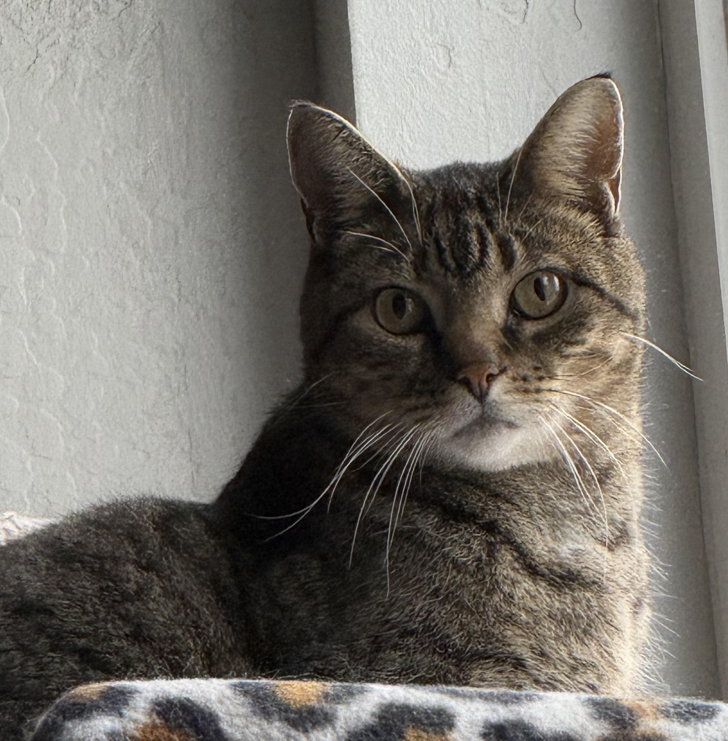 Guy, an adoptable Domestic Short Hair in Butte, MT, 59701 | Photo Image 1