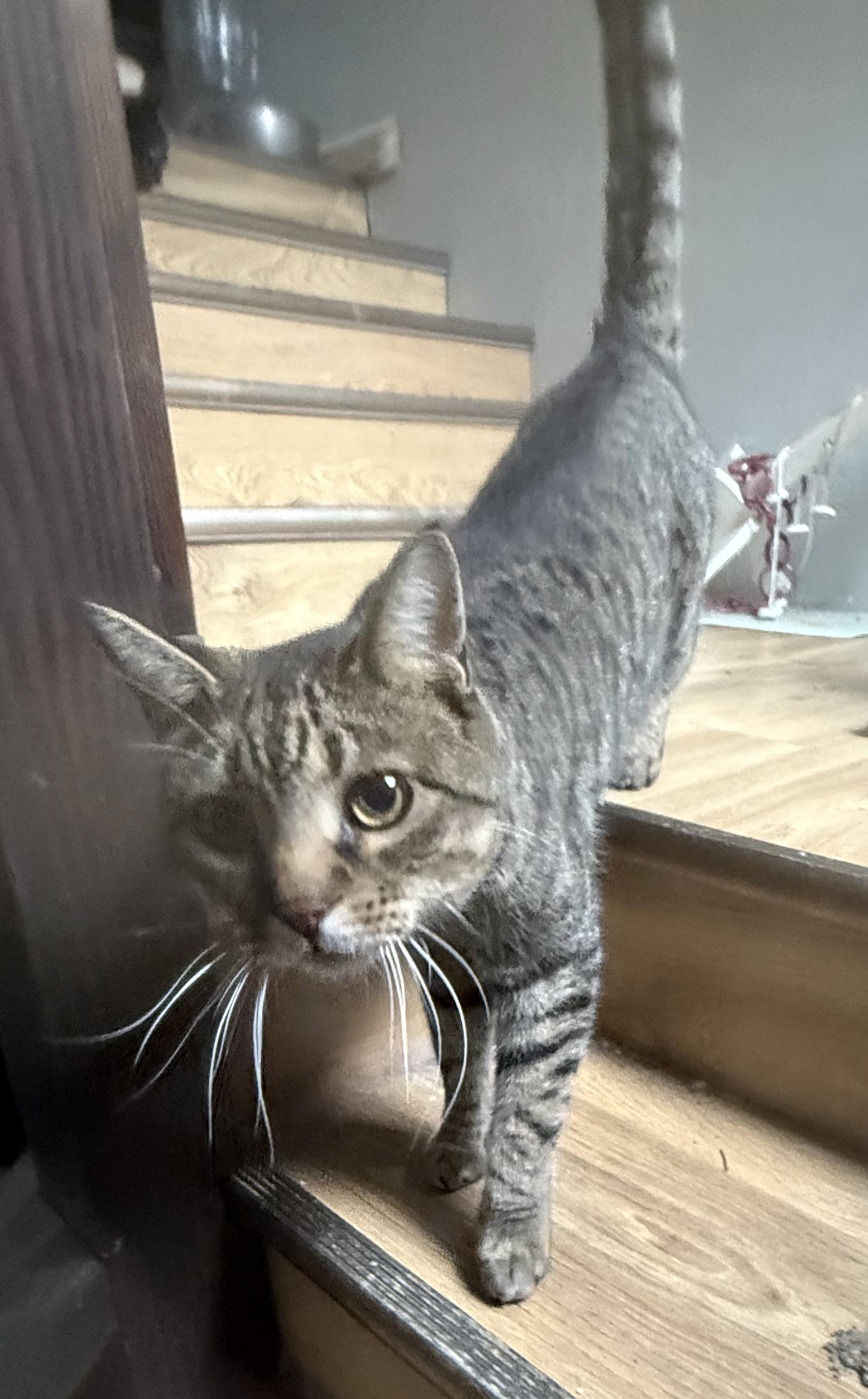 Guy, an adoptable Domestic Short Hair in Butte, MT, 59701 | Photo Image 5