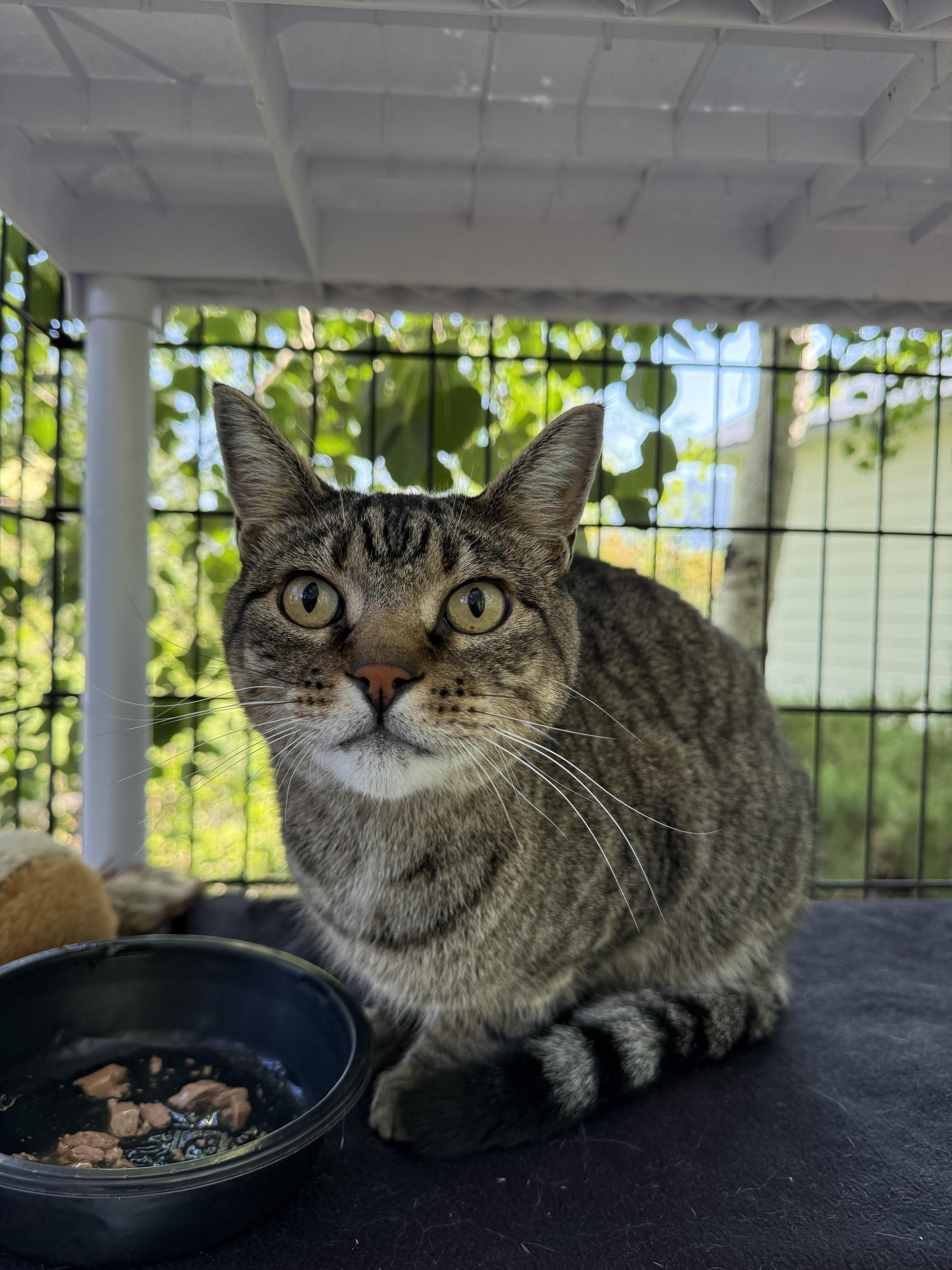Guy, an adoptable Domestic Short Hair in Butte, MT, 59701 | Photo Image 2