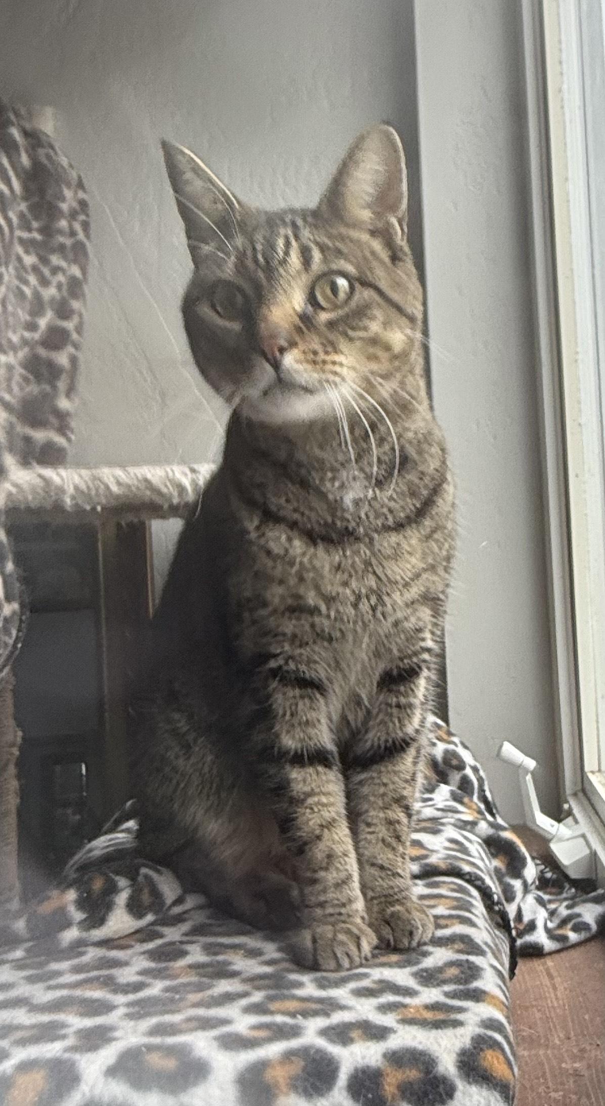 Guy, an adoptable Domestic Short Hair in Butte, MT, 59701 | Photo Image 4