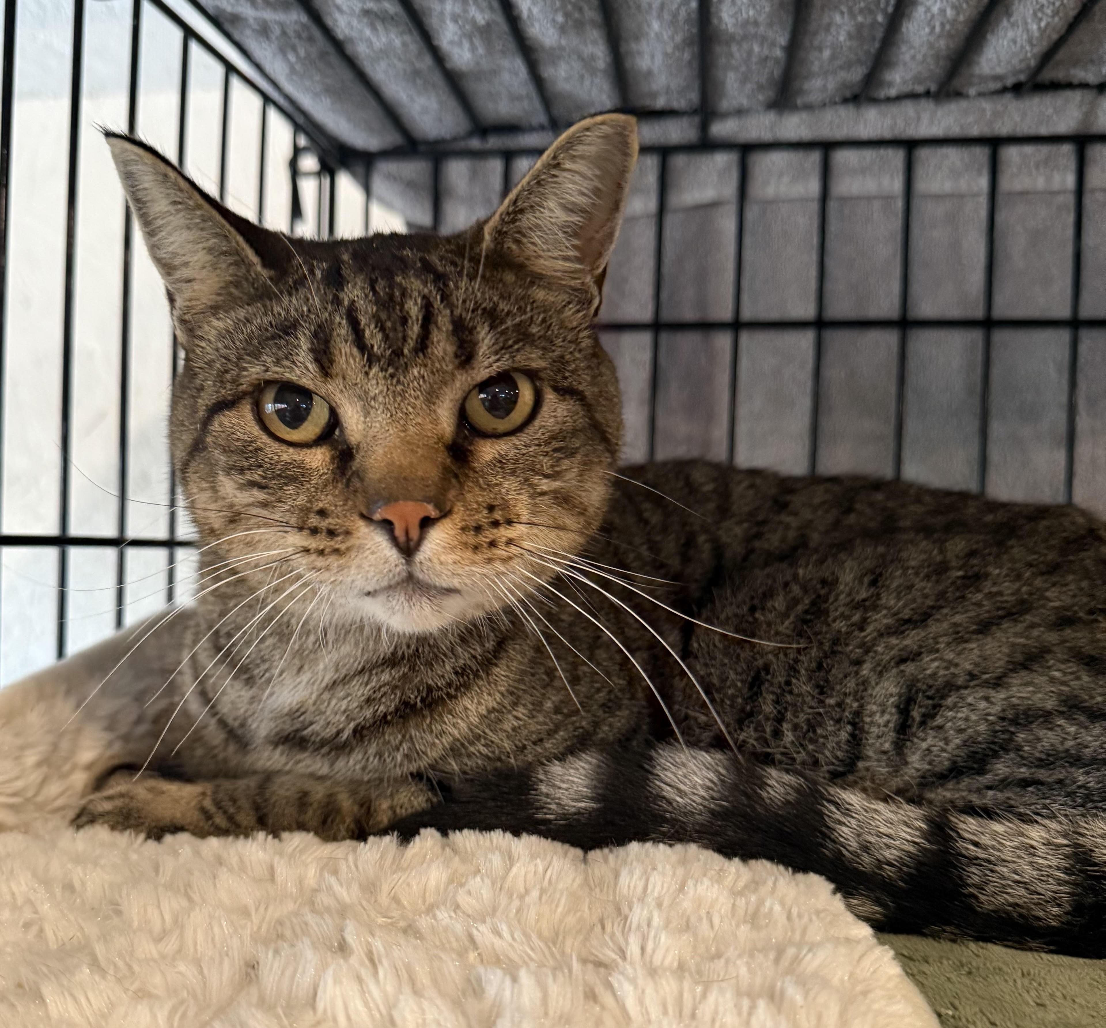 Guy, an adoptable Domestic Short Hair in Butte, MT, 59701 | Photo Image 1