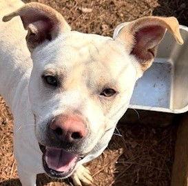 Enlarge Wyatt, a Adoptable mixed breed in Carrollton, GA image 1/3