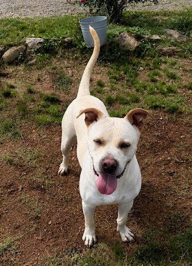 Enlarge Wyatt, a Adoptable mixed breed in Carrollton, GA image 2/3