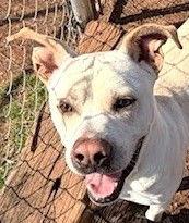 Enlarge Wyatt, a Adoptable mixed breed in Carrollton, GA image 2/3