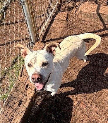 Enlarge Wyatt, a Adoptable mixed breed in Carrollton, GA image 3/3